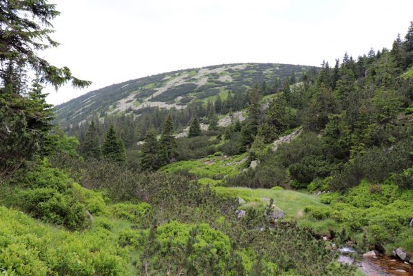 Špindlerův Mlýn, 27.6.2021
Krkonoše, Bílé Labe pod Stříbrným návrším - pohled na Suťový svah.
Klíčová slova: Krkonoše Špindlerův Mlýn údolí Bílého Labe Bílé Labe Suťový svah