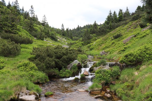 Špindlerův Mlýn, 27.6.2021
Krkonoše, Bílé Labe pod Stříbrným návrším.
Mots-clés: Krkonoše Špindlerův Mlýn údolí Bílého Labe Stříbrné návrší Bílé Labe