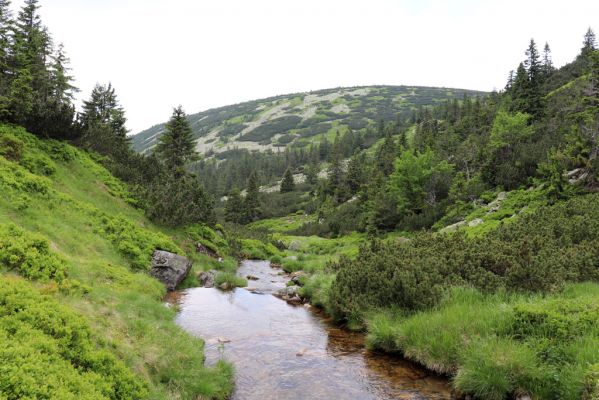 Špindlerův Mlýn, 27.6.2021
Krkonoše, Bílé Labe pod Stříbrným návrším - pohled na Suťový svah.
Schlüsselwörter: Krkonoše Špindlerův Mlýn údolí Bílého Labe Bílé Labe Suťový svah
