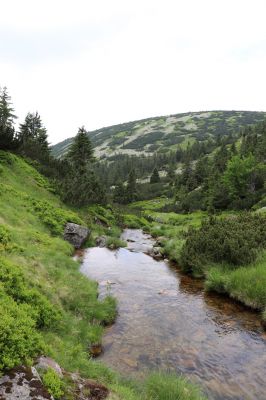 Špindlerův Mlýn, 27.6.2021
Krkonoše, Bílé Labe pod Stříbrným návrším - pohled na Suťový svah.
Klíčová slova: Krkonoše Špindlerův Mlýn údolí Bílého Labe Bílé Labe Suťový svah