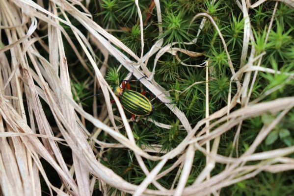 Špindlerův Mlýn, 27.6.2021
Krkonoše, údolí Bílého Labe pod Stříbrným návrším. Střevlík Carabus auronitens.
Klíčová slova: Krkonoše Špindlerův Mlýn údolí Bílého Labe Stříbrné návrší Carabus auronitens