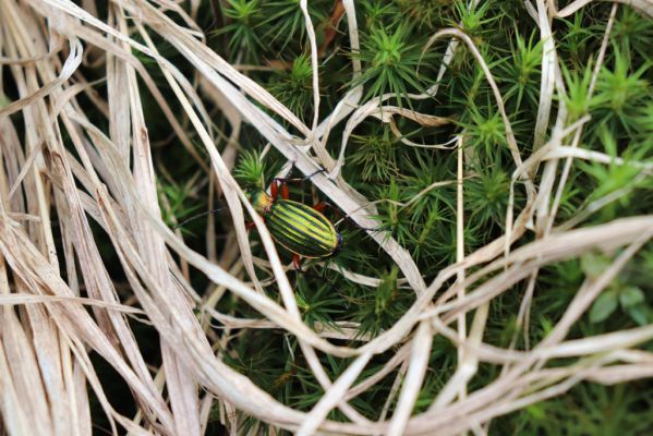 Špindlerův Mlýn, 27.6.2021
Krkonoše, údolí Bílého Labe pod Stříbrným návrším. Střevlík Carabus auronitens.
Keywords: Krkonoše Špindlerův Mlýn údolí Bílého Labe Stříbrné návrší Carabus auronitens