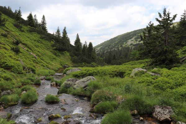 Špindlerův Mlýn, 27.6.2021
Krkonoše, údolí Bílého Labe pod Stříbrným návrším. Pohled na Suťový svah.
Klíčová slova: Krkonoše Špindlerův Mlýn údolí Bílého Labe Suťový svah