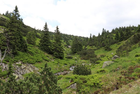 Špindlerův Mlýn, 27.6.2021
Krkonoše, údolí Bílého Labe pod Stříbrným návrším.
Klíčová slova: Krkonoše Špindlerův Mlýn údolí Bílého Labe Stříbrné návrší