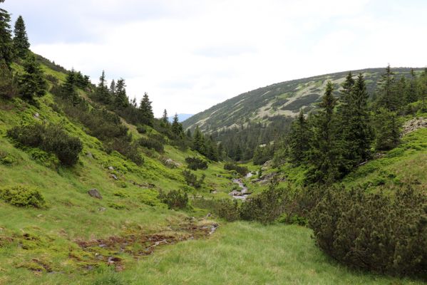 Špindlerův Mlýn, 27.6.2021
Krkonoše, údolí Bílého Labe pod Stříbrným návrším. Pohled na Suťový svah.
Klíčová slova: Krkonoše Špindlerův Mlýn údolí Bílého Labe Suťový svah Aplotarsus incanus