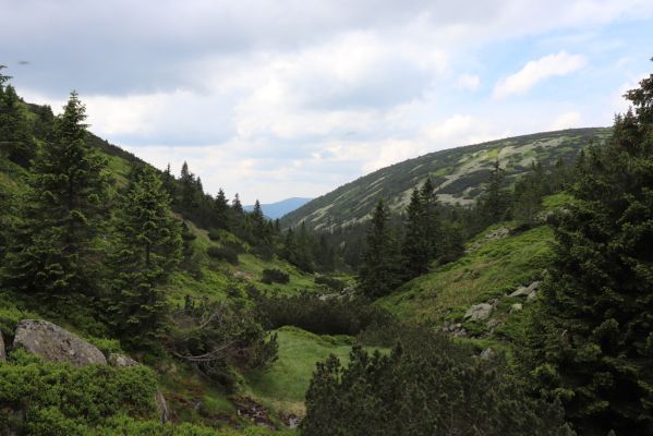 Špindlerův Mlýn, 27.6.2021
Krkonoše, údolí Bílého Labe pod Stříbrným návrším. Pohled na Suťový svah.
Klíčová slova: Krkonoše Špindlerův Mlýn údolí Bílého Labe Suťový svah