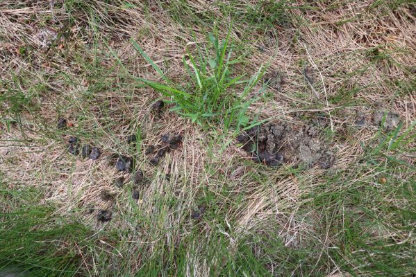 Špindlerův Mlýn, 27.6.2021
Krkonoše, údolí Bílého Labe pod Stříbrným návrším. Jelení trus s hnojníky Acrossus depressus a Agoliinus piceus.
Klíčová slova: Krkonoše Špindlerův Mlýn údolí Bílého Labe Stříbrné návrší