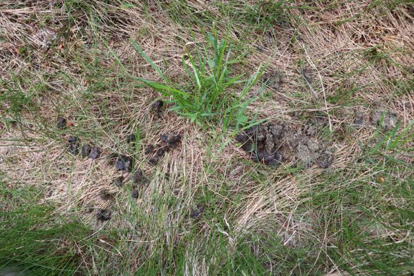 Špindlerův Mlýn, 27.6.2021
Krkonoše, údolí Bílého Labe pod Stříbrným návrším. Jelení trus s hnojníky Acrossus depressus a Agoliinus piceus.
Schlüsselwörter: Krkonoše Špindlerův Mlýn údolí Bílého Labe Stříbrné návrší