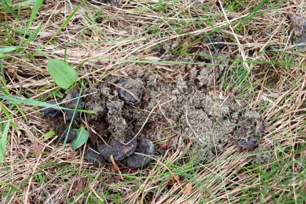 Špindlerův Mlýn, 27.6.2021
Krkonoše, údolí Bílého Labe pod Stříbrným návrším. Jelení trus s hnojníky Acrossus depressus a Agoliinus piceus.
Klíčová slova: Krkonoše Špindlerův Mlýn údolí Bílého Labe Stříbrné návrší