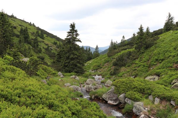 Špindlerův Mlýn, 27.6.2021
Krkonoše, údolí Bílého Labe pod Stříbrným návrším.
Klíčová slova: Krkonoše Špindlerův Mlýn údolí Bílého Labe Stříbrné návrší