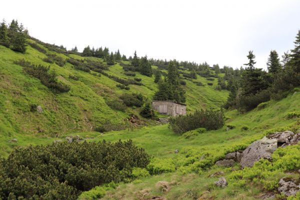 Špindlerův Mlýn, 27.6.2021
Krkonoše, údolí Bílého Labe pod Stříbrným návrším.
Mots-clés: Krkonoše Špindlerův Mlýn údolí Bílého Labe Stříbrné návrší