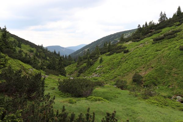 Špindlerův Mlýn, 27.6.2021
Krkonoše, údolí Bílého Labe pod Stříbrným návrším.
Schlüsselwörter: Krkonoše Špindlerův Mlýn údolí Bílého Labe Stříbrné návrší