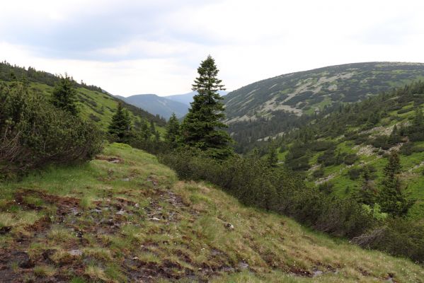 Špindlerův Mlýn, 27.6.2021
Krkonoše, údolí Bílého Labe pod Luční horou - pohled na Čertovo návrší.
Schlüsselwörter: Krkonoše Špindlerův Mlýn údolí Bílého Labe Čertovo návrší