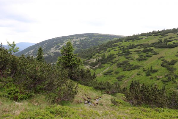Špindlerův Mlýn, 27.6.2021
Krkonoše, údolí Bílého Labe pod Luční horou - pohled na Čertovo návrší.
Mots-clés: Krkonoše Špindlerův Mlýn údolí Bílého Labe Čertovo návrší