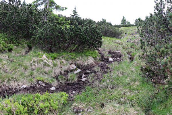 Špindlerův Mlýn, 27.6.2021
Krkonoše, údolí Bílého Labe pod Luční horou - jelení chodník.
Mots-clés: Krkonoše Špindlerův Mlýn údolí Bílého Labe Luční hora