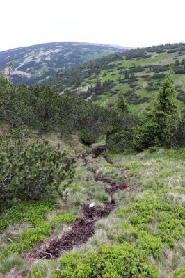 Špindlerův Mlýn, 27.6.2021
Krkonoše, údolí Bílého Labe pod Luční horou - jelení chodník. 
Klíčová slova: Krkonoše Špindlerův Mlýn údolí Bílého Labe Čertovo návrší