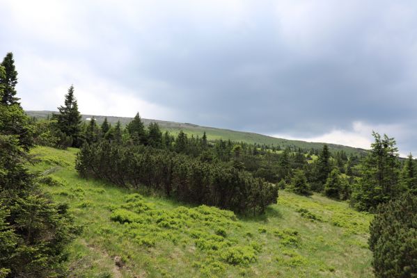 Špindlerův Mlýn, 27.6.2021
Krkonoše, údolí Bílého Labe pod Luční horou.
Klíčová slova: Krkonoše Špindlerův Mlýn údolí Bílého Labe Luční hora