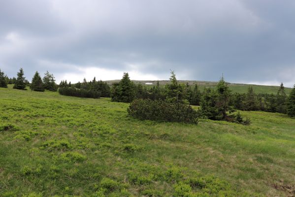 Špindlerův Mlýn, 27.6.2021
Krkonoše, údolí Bílého Labe pod Luční horou.
Klíčová slova: Krkonoše Špindlerův Mlýn údolí Bílého Labe Luční hora