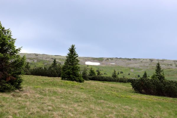 Špindlerův Mlýn, 27.6.2021
Krkonoše, Weberova cesta - pohled na Luční horu.
Keywords: Krkonoše Špindlerův Mlýn Weberova cesta Luční hora