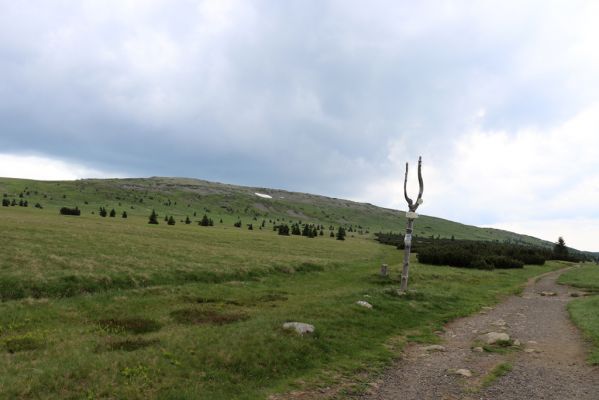 Pec pod Sněžkou, 27.6.2021
Krkonoše, U Luční boudy. Pohled na Luční horu.
Mots-clés: Krkonoše Pec pod Sněžkou U Luční boudy Luční hora