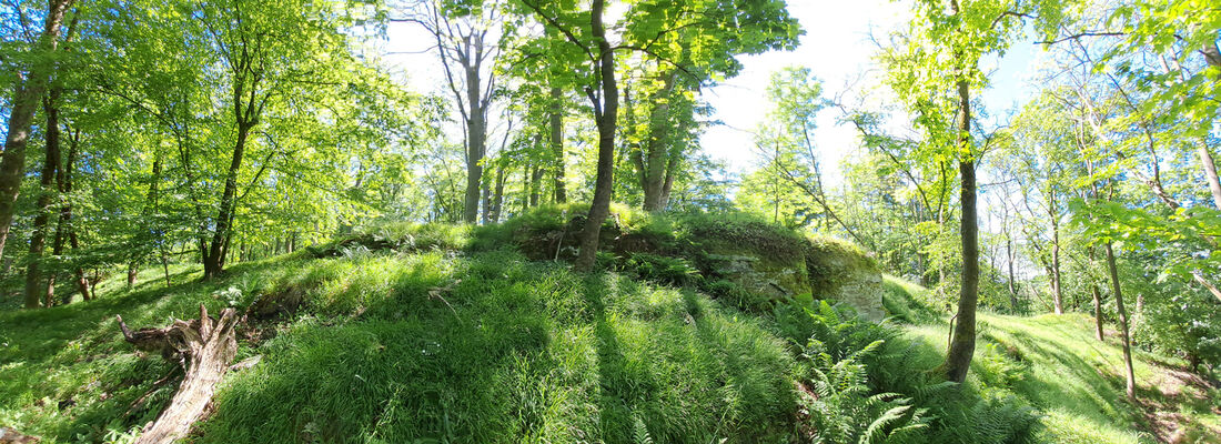 Zámostí-Blata, Blata, 13.5.2024
Starý hrádek. Biotop kovaříků Pseudanostirus globicollis a Selatosomus cruciatus.
Mots-clés: Český ráj Zámostí-Blata Blata Prachovské skály Starý hrádek Pseudanostirus globicollis Selatosomus cruciatus