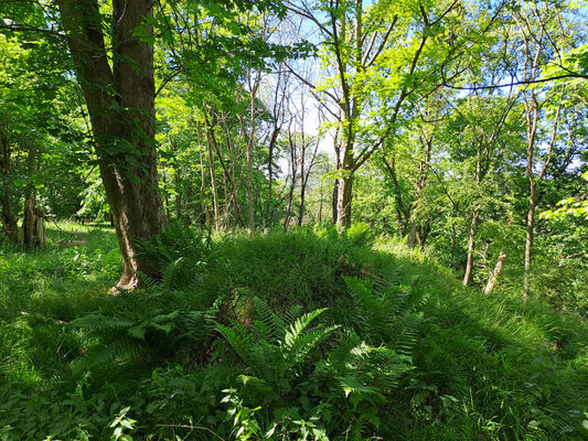 Zámostí-Blata, Blata, 13.5.2024
Starý hrádek.
Keywords: Český ráj Zámostí-Blata Blata Prachovské skály Starý hrádek Pseudanostirus globicollis Selatosomus cruciatus