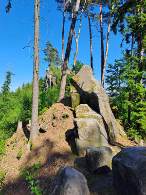 Holín, Prachov, 13.5.2024
Vrch Přivýšina.
Keywords: Český ráj Holín Prachov Prachovské skály Přivýšina Pseudanostirus globicollis