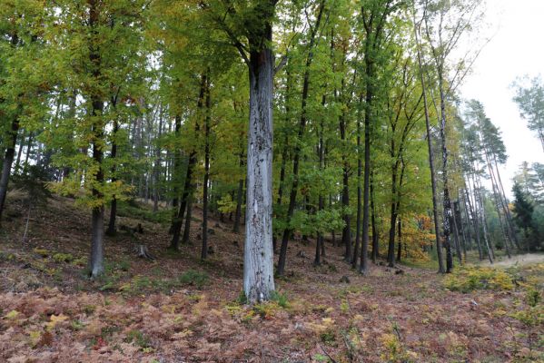 Zámostí-Blata, 21.10.2020
Blata, les pod Kozím hřbetem.
Klíčová slova: Zámostí-Blata Blata Kozí hřbet