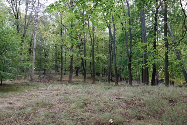 Zámostí-Blata, 21.10.2020
Blata, Starý hrádek.
Klíčová slova: Zámostí-Blata Blata Starý hrádek