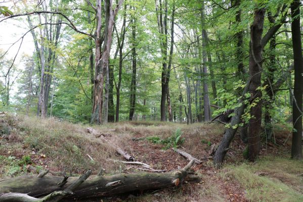 Zámostí-Blata, 21.10.2020
Blata, Starý hrádek.
Klíčová slova: Zámostí-Blata Blata Starý hrádek Ampedus pomorum