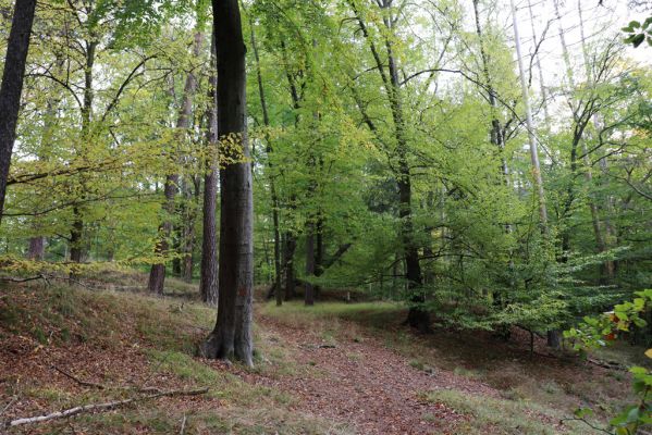 Zámostí-Blata, 21.10.2020
Blata, Starý hrádek.
Klíčová slova: Zámostí-Blata Blata Starý hrádek
