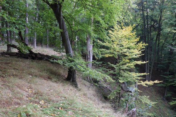 Zámostí-Blata, 21.10.2020
Blata, Starý hrádek.
Klíčová slova: Zámostí-Blata Blata Starý hrádek