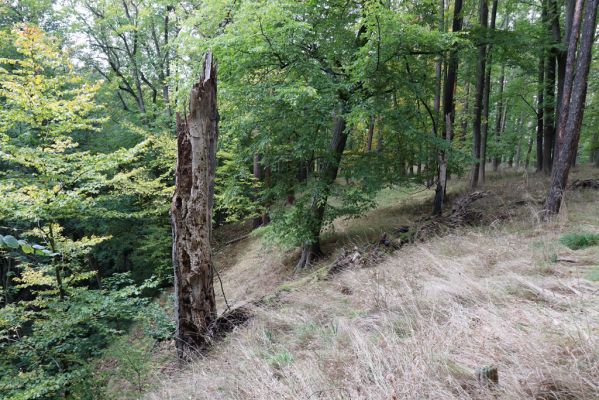 Zámostí-Blata, 21.10.2020
Blata, Starý hrádek.
Klíčová slova: Zámostí-Blata Blata Starý hrádek