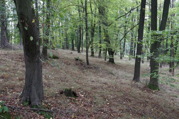 Zámostí-Blata, 21.10.2020
Blata, Starý hrádek.
Klíčová slova: Zámostí-Blata Blata Starý hrádek