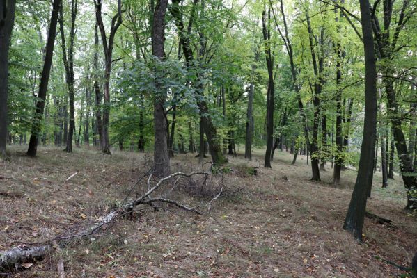 Zámostí-Blata, 21.10.2020
Blata, Starý hrádek.
Klíčová slova: Zámostí-Blata Blata Starý hrádek