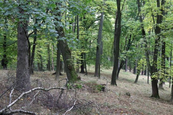 Zámostí-Blata, 21.10.2020
Blata, Starý hrádek.
Klíčová slova: Zámostí-Blata Blata Starý hrádek