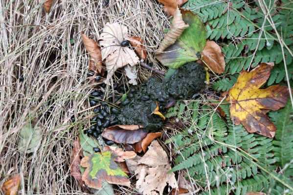 Zámostí-Blata, 21.10.2020
Blata, Starý hrádek. Srnčí bobky osídlené hnojníky Planolinus fasciatus.
Klíčová slova: Zámostí-Blata Blata Starý hrádek Planolinus fasciatus