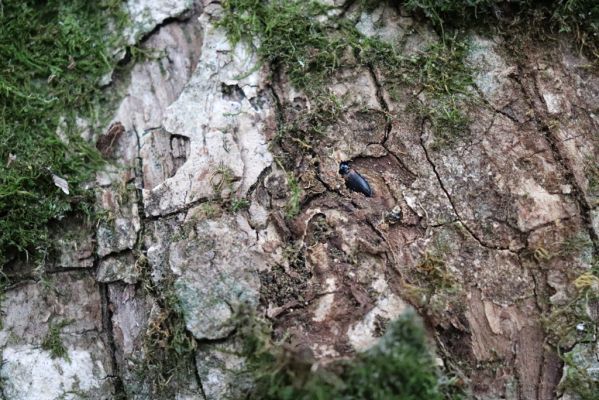 Zámostí-Blata, 21.10.2020
Blata, Starý hrádek. Kovařík Calambus bipustulatus v kukelní kolébce v kůře kmene javoru.
Klíčová slova: Zámostí-Blata Blata Starý hrádek Calambus bipustulatus