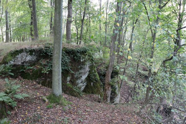 Zámostí-Blata, 21.10.2020
Blata, Starý hrádek.
Klíčová slova: Zámostí-Blata Blata Starý hrádek Calambus bipustulatus
