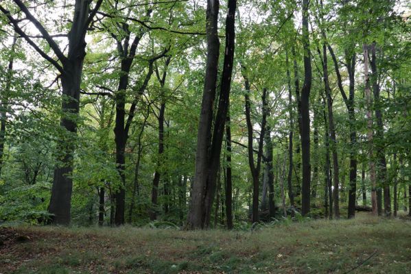 Zámostí-Blata, 21.10.2020
Blata, Starý hrádek.
Klíčová slova: Zámostí-Blata Blata Starý hrádek