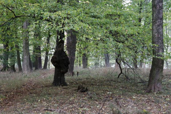 Zámostí-Blata, 21.10.2020
Blata, Starý hrádek.
Klíčová slova: Zámostí-Blata Blata Starý hrádek