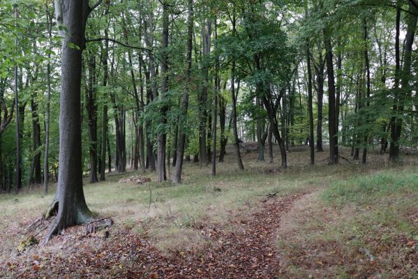 Zámostí-Blata, 21.10.2020
Blata, Starý hrádek.
Klíčová slova: Zámostí-Blata Blata Starý hrádek