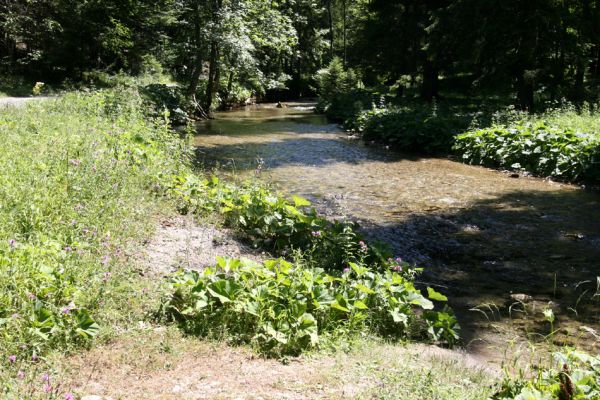 Veľká Fatra, Gaderská dolina, 1.8.2013
Štěrkový náplav potoka pod Kozí skalou.



Klíčová slova: Veľká Fatra Gaderská dolina Zorochros dermestoides