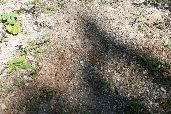 Veľká Fatra, Gaderská dolina, 1.8.2013
Štěrkový náplav potoka pod Kozí skalou.
Mots-clés: Veľká Fatra Gaderská dolina Zorochros dermestoides