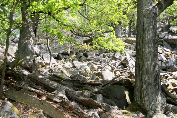 Blatno, 4.5.2018
Starý suťový les na vrchu Čertovka.
Klíčová slova: Blatno vrch Čertovka