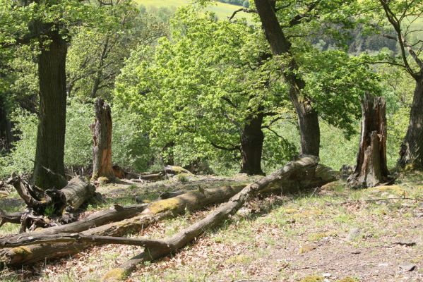 Blatno, 4.5.2018
Starý suťový les na vrchu Čertovka.
Schlüsselwörter: Blatno vrch Čertovka Cardiophorus gramineus