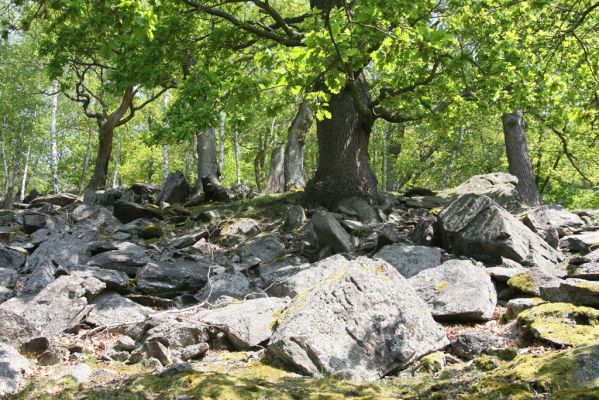 Blatno, 4.5.2018
Starý suťový les na vrchu Čertovka.
Schlüsselwörter: Blatno vrch Čertovka