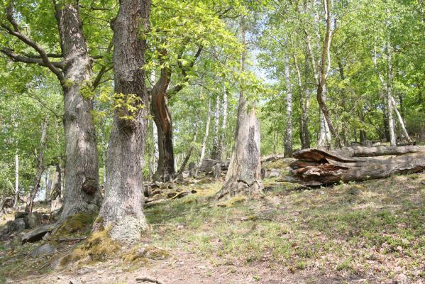 Blatno, 4.5.2018
Starý suťový les na vrchu Čertovka.
Klíčová slova: Blatno vrch Čertovka