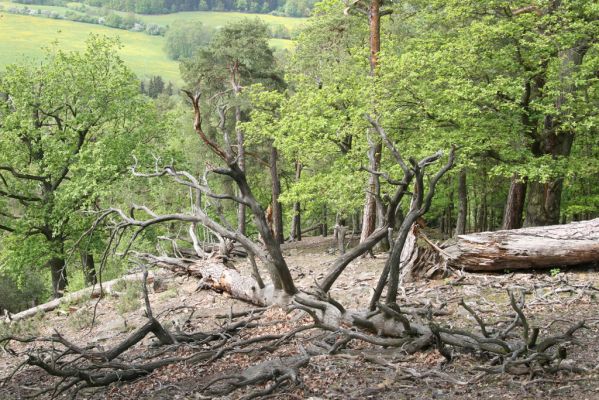 Blatno, 4.5.2018
Starý suťový les na vrchu Čertovka.
Mots-clés: Blatno vrch Čertovka Ampedus praeustus