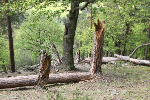 Blatno, 4.5.2018
Starý suťový les na vrchu Čertovka.
Klíčová slova: Blatno vrch Čertovka